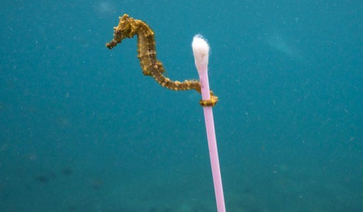 Fotograful american Justin Hofman a surprins un căluț de mare care plutea agățat de un bețișor de urechi