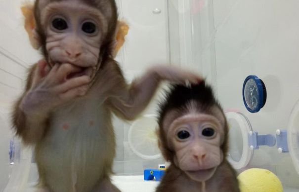 Zhong Zhong şi Hua Hua, două maimuţe macac cu coadă lungă identice, născute în urmă cu opt şi şase săptămâni, sunt primele primate clonate dintr-o celulă non-embrionară