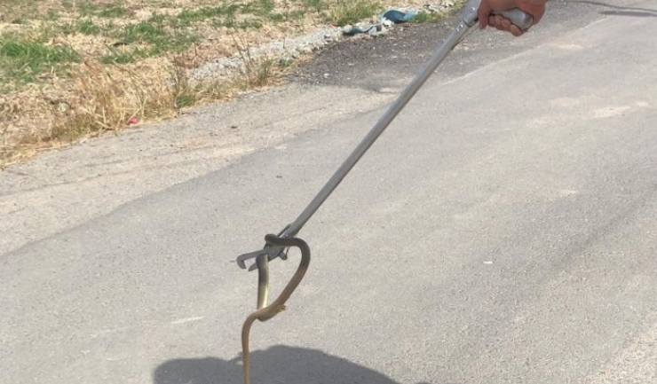 Jandarmii constănțeni au capturat un șarpe de 1 metru lungime într-o locuință din Valu lui Traian