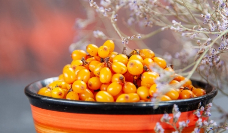 The Benefits and Uses of Sea Buckthorn: A Miracle Plant for Health and Well-being