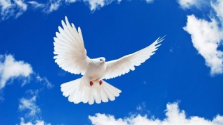 Pe 21 septembrie este celebrată Ziua Internaţională a Păcii