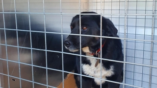 Activitatea de capturare a câinilor comunitari a fost reluată la Constanța