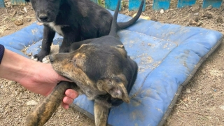 11 căței, adoptați din Adăpostul Public de Animale Abandonate Constanța