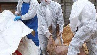 Scandalul pestei porcine: CE a avertizat încă din 2017 autoritățile din România