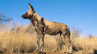 Specie de câine sălbatic considerată dispărută, redescoperită după 50 de ani