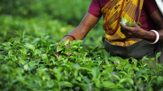Ceaiul Darjeeling, în pericol! Recolta din acest an se usucă pe dealuri