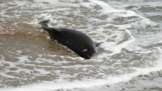 Zeci de cetacee moarte în Marea Neagră, după scufundarea a două petroliere rusești