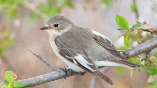 Extraordinar! O nouă specie de pasăre, descoperită aproape de Constanţa