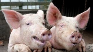 Nu au fost înregistrate cazuri de pestă porcină africană în România