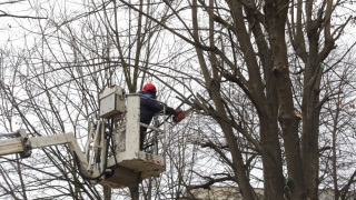 În Constanța se desfășoară lucrări de toaletare și corecție a arborilor