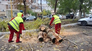 Continuă lucrările de toaletare și corecție a arborilor în Constanța