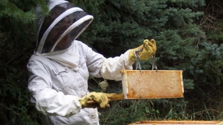 ”La Constanța situația e catastrofală”: Producția de miere, compromisă!