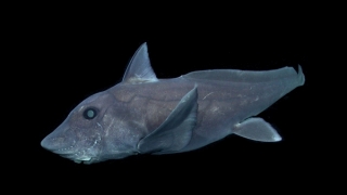Un rechin-fantomă, specie puțin cunoscută, răstoarnă teoriile cercetătorilor