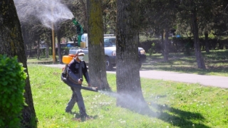 Acțiuni intensificate de dezinsecție în municipiul Constanța