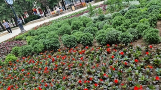 Aproape 120.000 de flori au fost plantate la Constanța