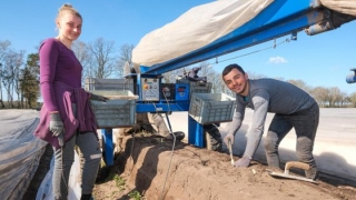 De ce angajează germanii doar români pentru cules de sparanghel: „Nu pot folosi nemţi. Se plâng repede de dureri de spate. Românii sunt mai puternici”