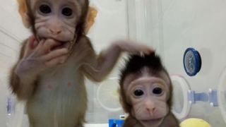 Oameni de ştiinţă din China au clonat două maimuţe