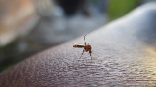 19 cazuri noi de infecţie cu virus West Nile. Încă 4 decese în ultima săptămână