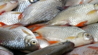 Zeci de tone de peşte, retrase de la vânzare de Protecția Consumatorilor