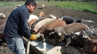 Producătorii români dau laptele la porci, iar statul importă la greu