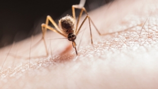 Două cazuri de infecţie cu virusul West Nile. Ce măsuri sunt recomandate