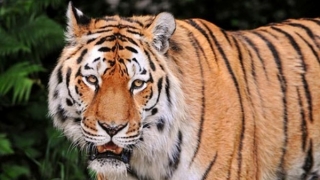 Tigru siberian, tratat, în premieră mondială, cu celule stem
