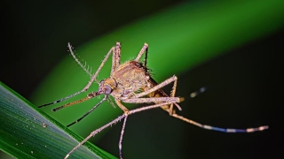 Primul caz din acest an de infectare cu virusul West Nile, înregistrat în Capitală