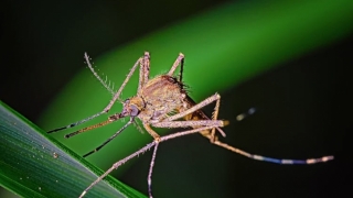 Cinci decese în urma infecţiei cu virusul West Nile, în ultimele 3 luni