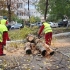 Continuă lucrările de toaletare și corecție a arborilor în Constanța