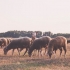 Focar de pestă la o fermă de oi și capre din Județul Constanța