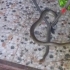 Șarpe de 2 metri prins de jandarmi într-un imobil din Constanța