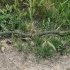 Un alt șarpe capturat de jandarmi în Județul Constanța