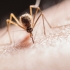 Douăzeci de decese confirmate în urma infecţiei cu virusul West Nile, din 3 iunie - până astăzi